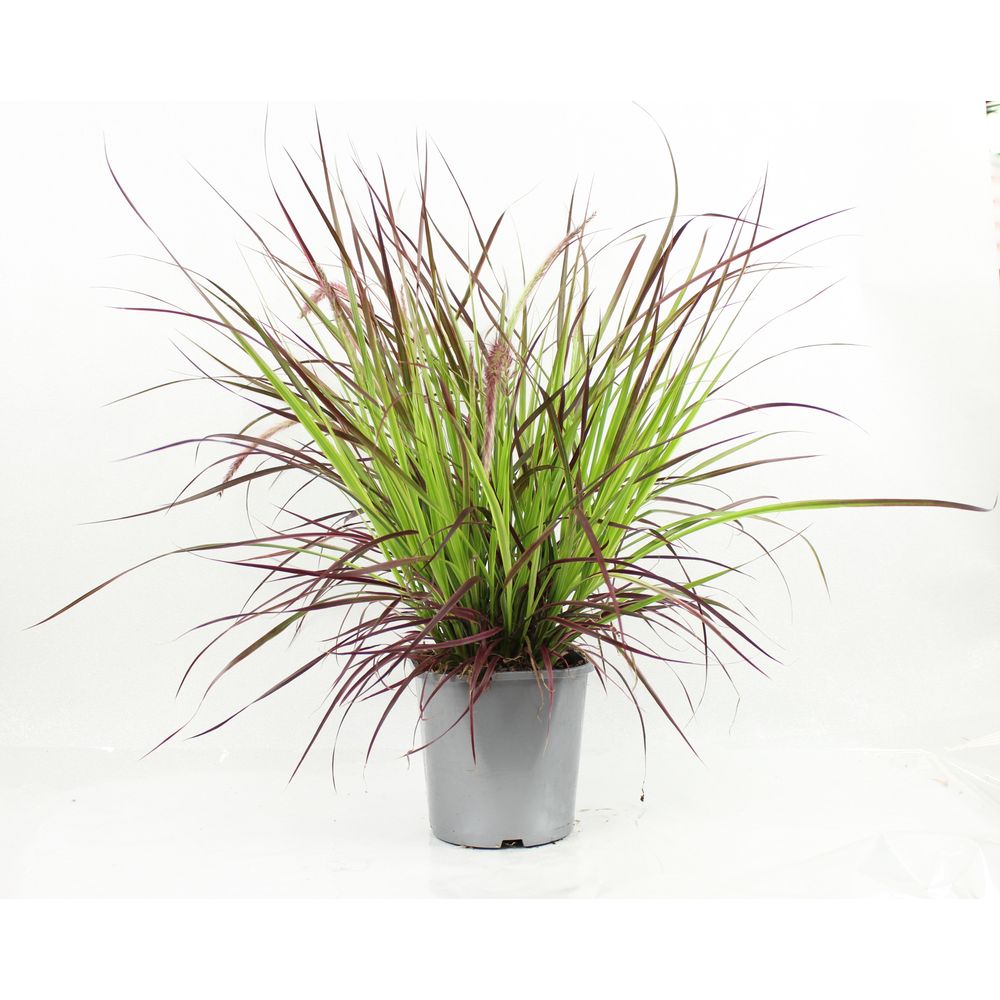 Cenchrus advena firework pot 2 l