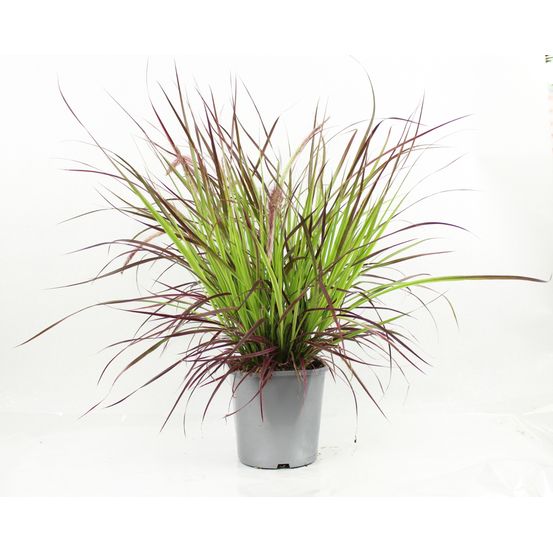 Cenchrus advena firework pot 2 l