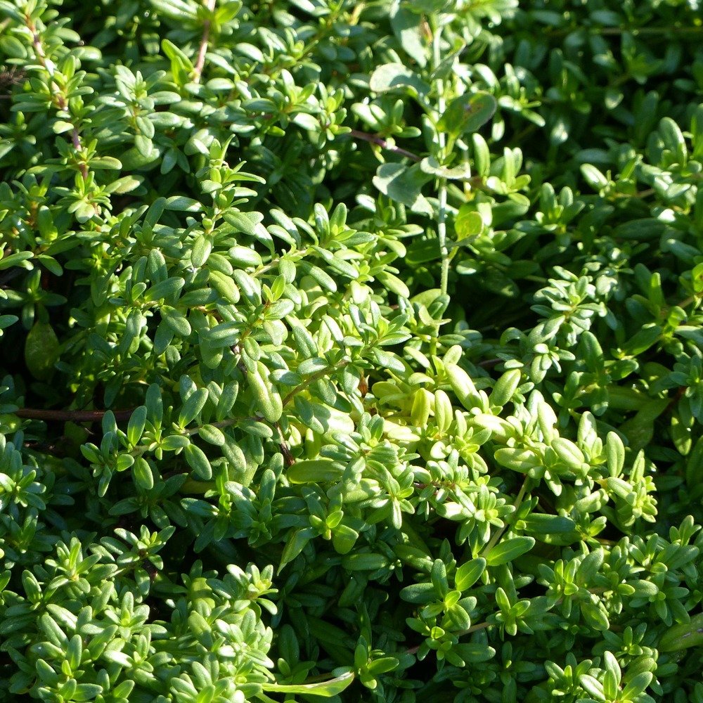 Thym à longues tiges godet de 8/9 cm