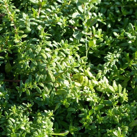 Thym à longues tiges godet de 8/9 cm