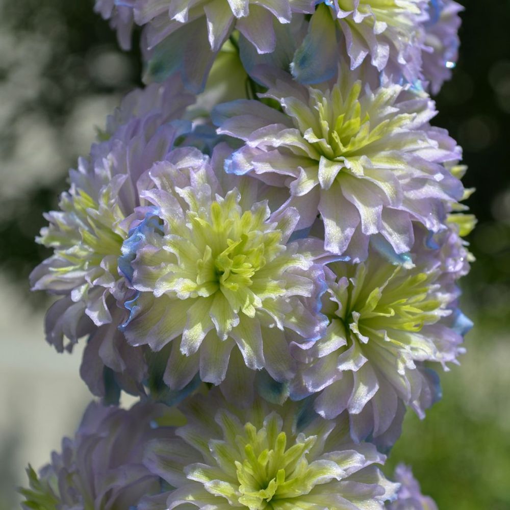Pied d'alouette elatum 'highlander sweet sensation' godet de 8/9 cm