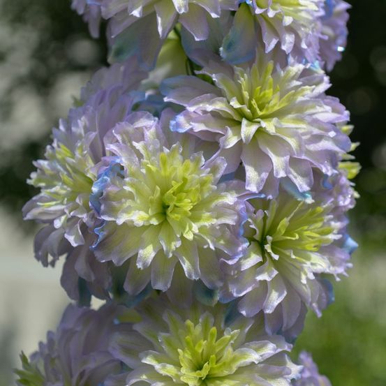 Pied d'alouette elatum 'highlander sweet sensation' godet de 8/9 cm