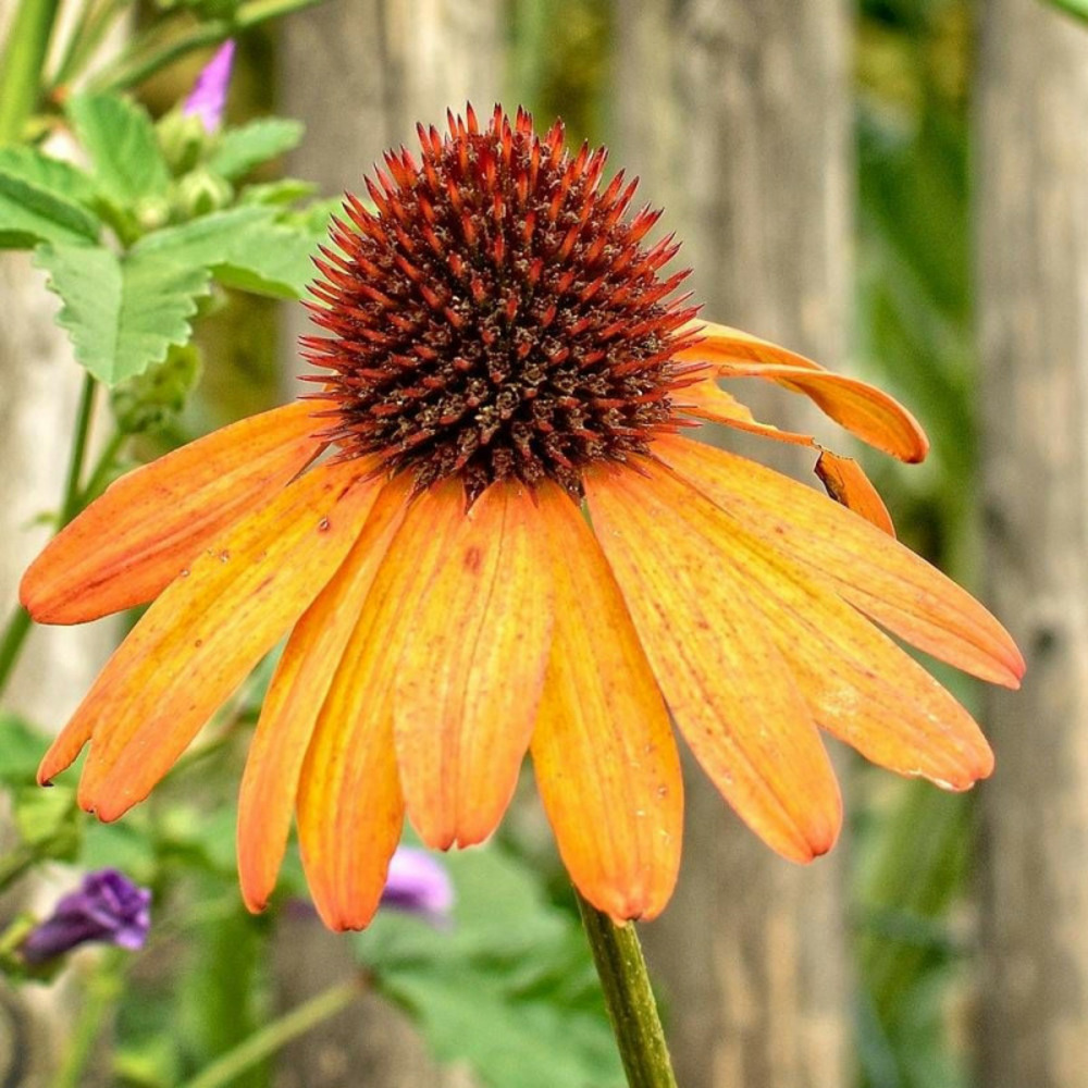 Échinacée purpurea harvest moon® godet - 5/20 cm