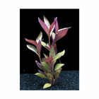 Plante aquatique : Althernanthera Lilacina en pot