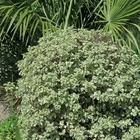 Pittosporum tenuifolium variegatum, le pot / 2l / hauteur livrée 25-30cm