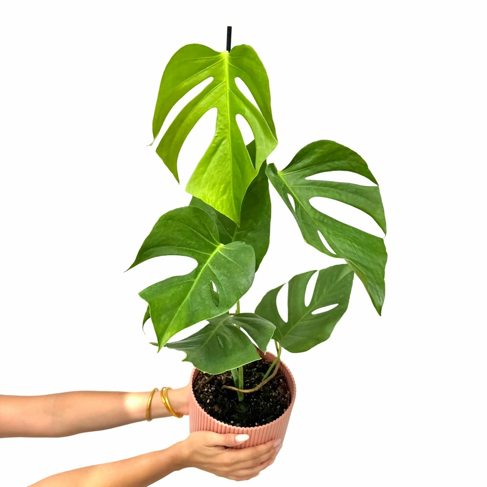 Monstera deliciosa 'sierrana' - pot de 17cm