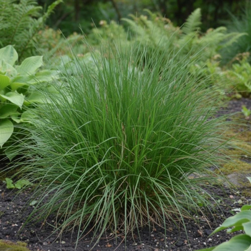 Laîche des ombrages, carex lot de 5 godets