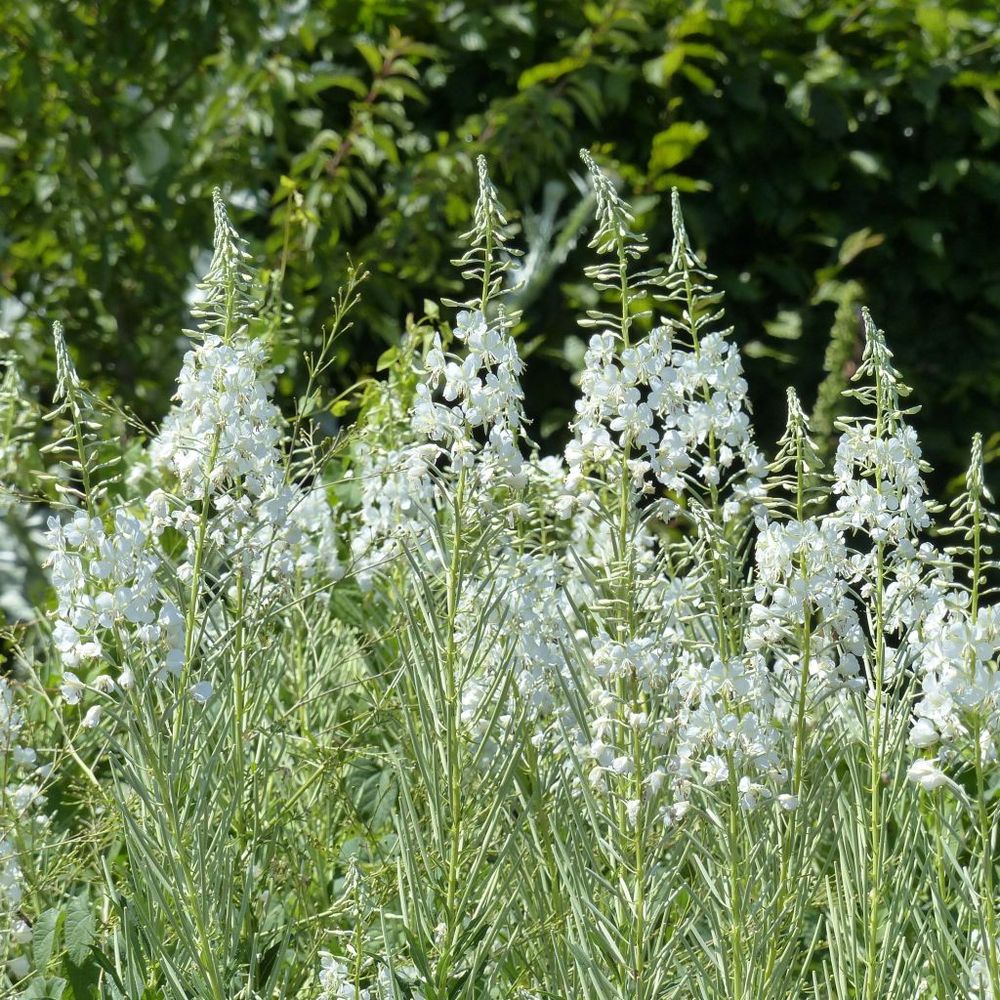 Épilobe, laurier de saint-antoine 'album' godet de 8/9 cm