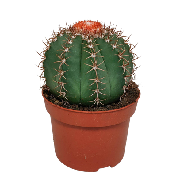 Melocactus 'matanzanus' - cactus - plante d'intérieur - plusieurs couleurs - ⌀13 cm - 15-20 cm