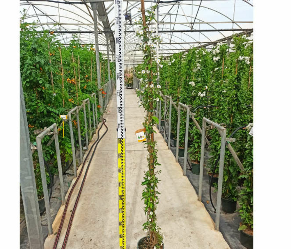 Solanum rantonnetii alba blanc (arbre à gentiane) pot de 4 litres - 140/160 cm