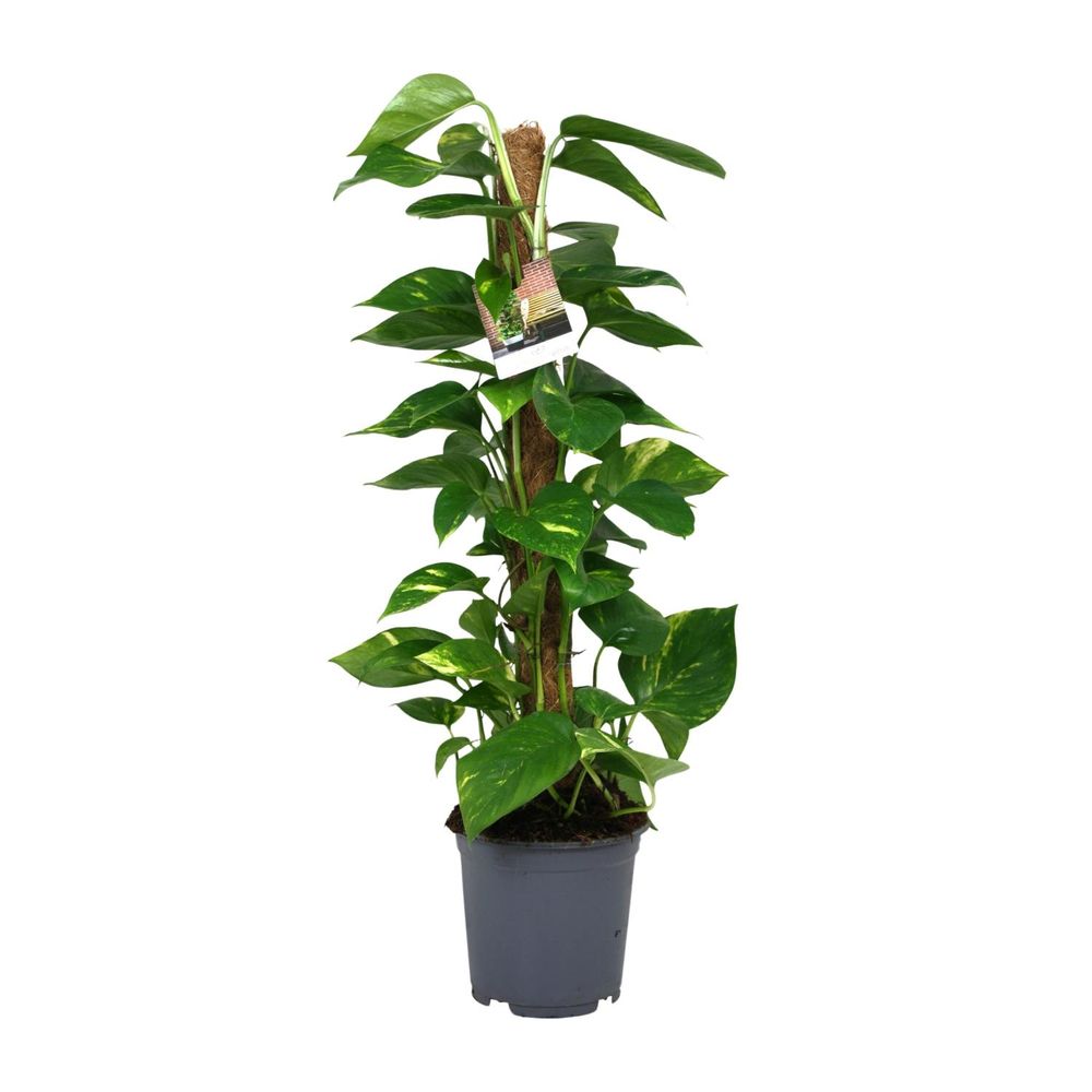 Scindapsus epipremnum - ø19cm - ↕80cm - plantes d'intérieur