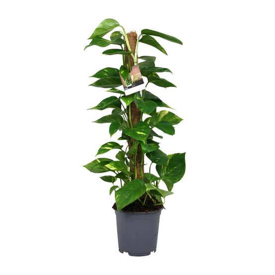 Scindapsus epipremnum - ø19cm - ↕80cm - plantes d'intérieur