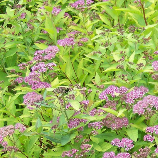 Spirée du japon firelight, spiraea pot de 1,5l - 10/20 cm