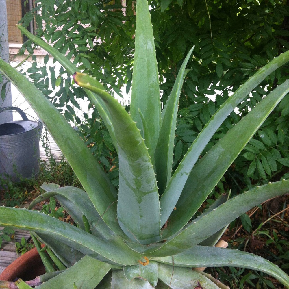 Aloes vera pot de 2l/3l