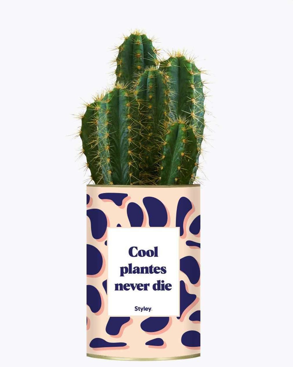 Plante drôle - cool plantes never die - cactus