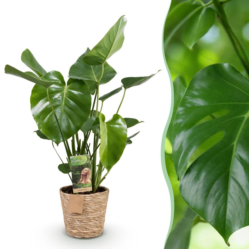 Monstera deliciosa - plantes d'intérieur