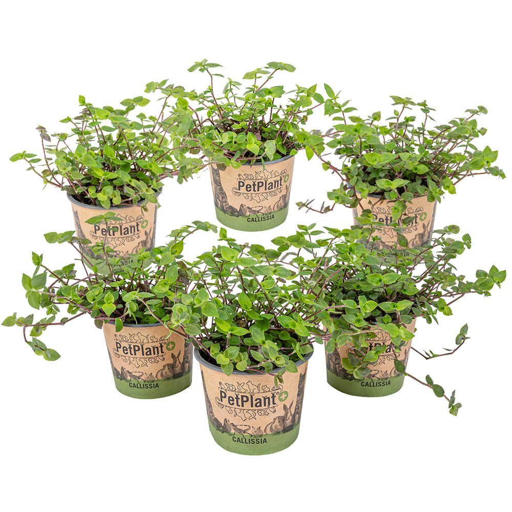 Lot de 6 - callisia repens - plante tortue - comestible pour animaux - 10-20 cm de haut - pot 12 cm