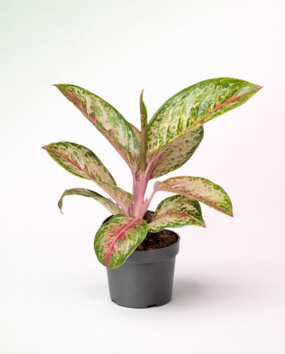 Aglaonema painted celebration d. 12cm h. 40cm - plante d'intérieur
