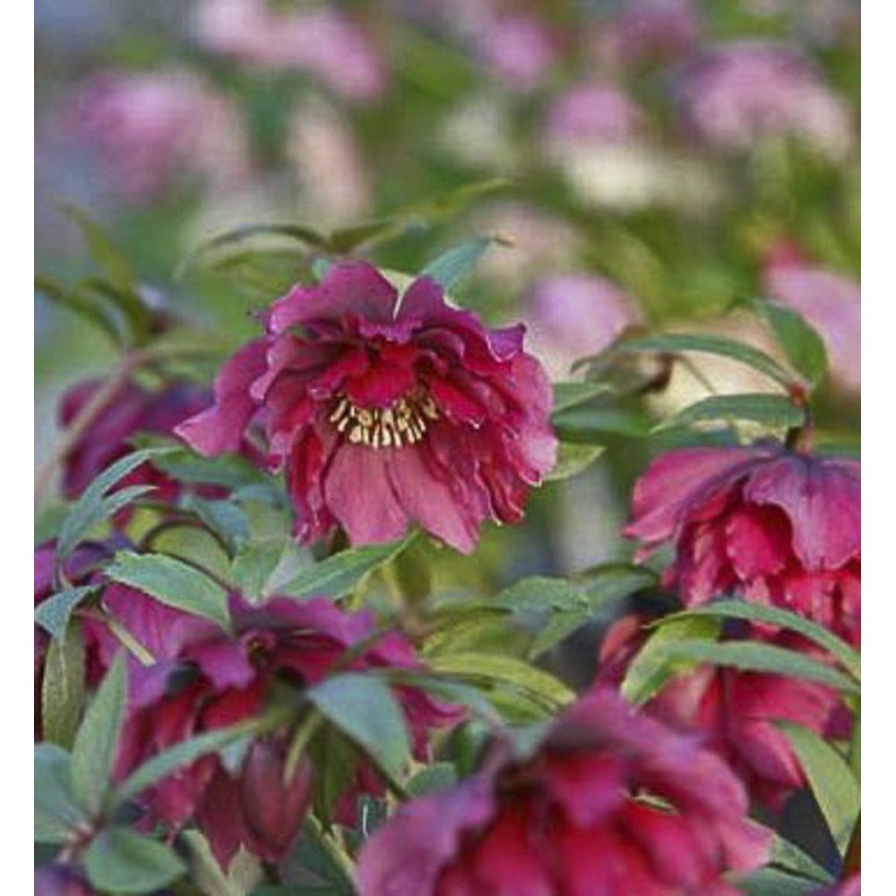 Hellébore orientale 'double red' pot de 2l/3l