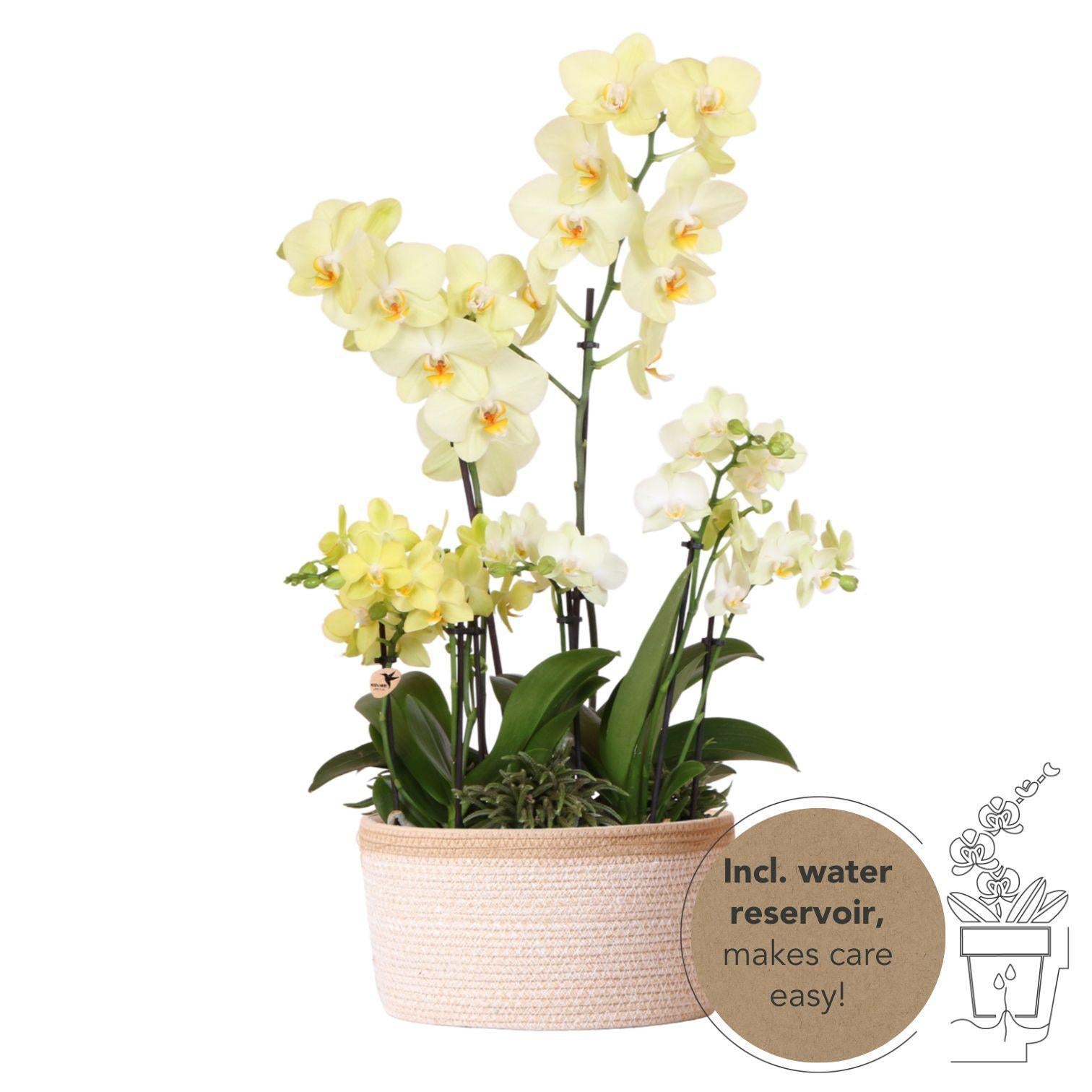 Plante d'intérieur - set 3 orchidées jaunes et 3 rhipsalis dans un panier en coton avec réservoir d'eau 55cm
