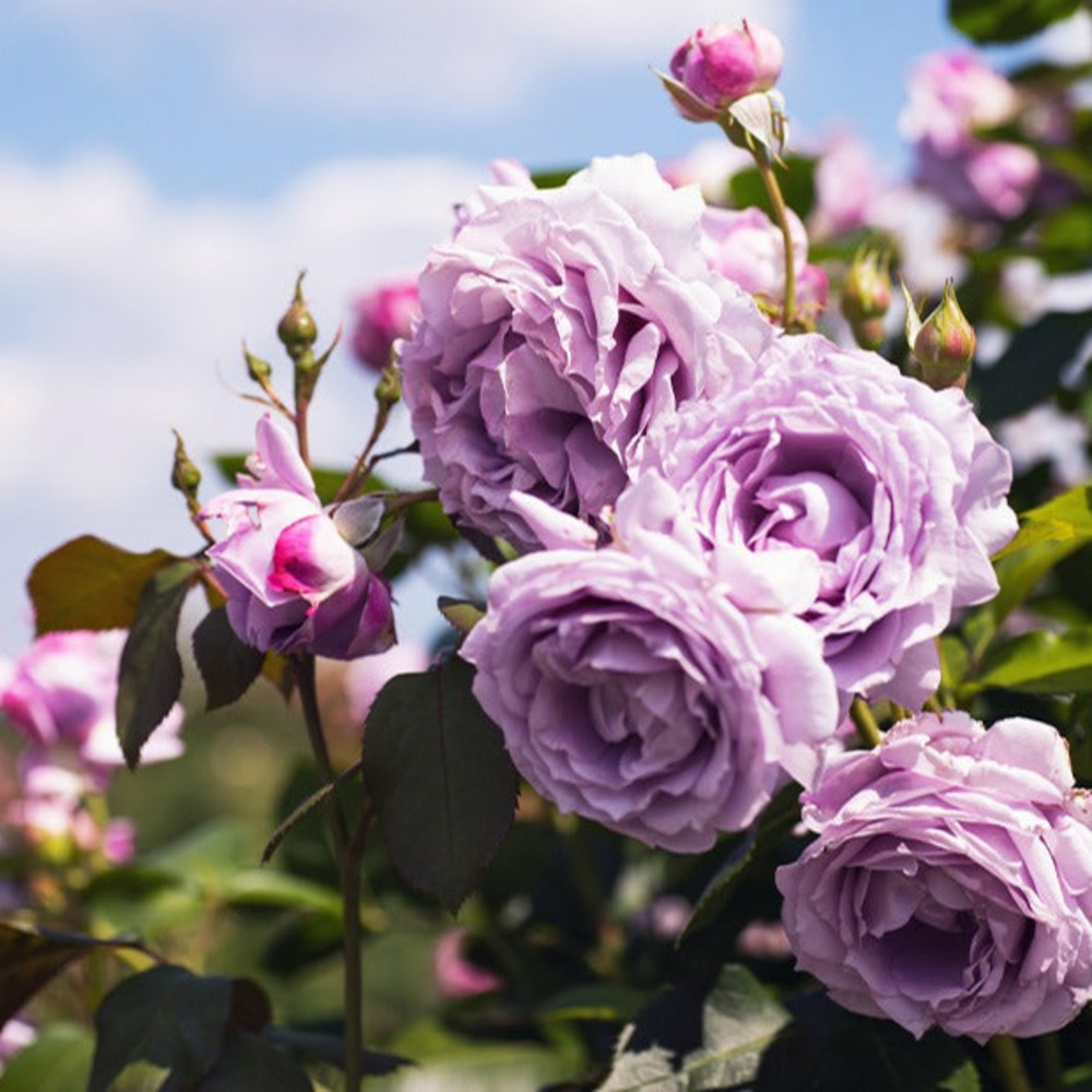 Rosier grimpant indigoletta - la pièce en racine nue / 3 branches, vendu par lot de 4