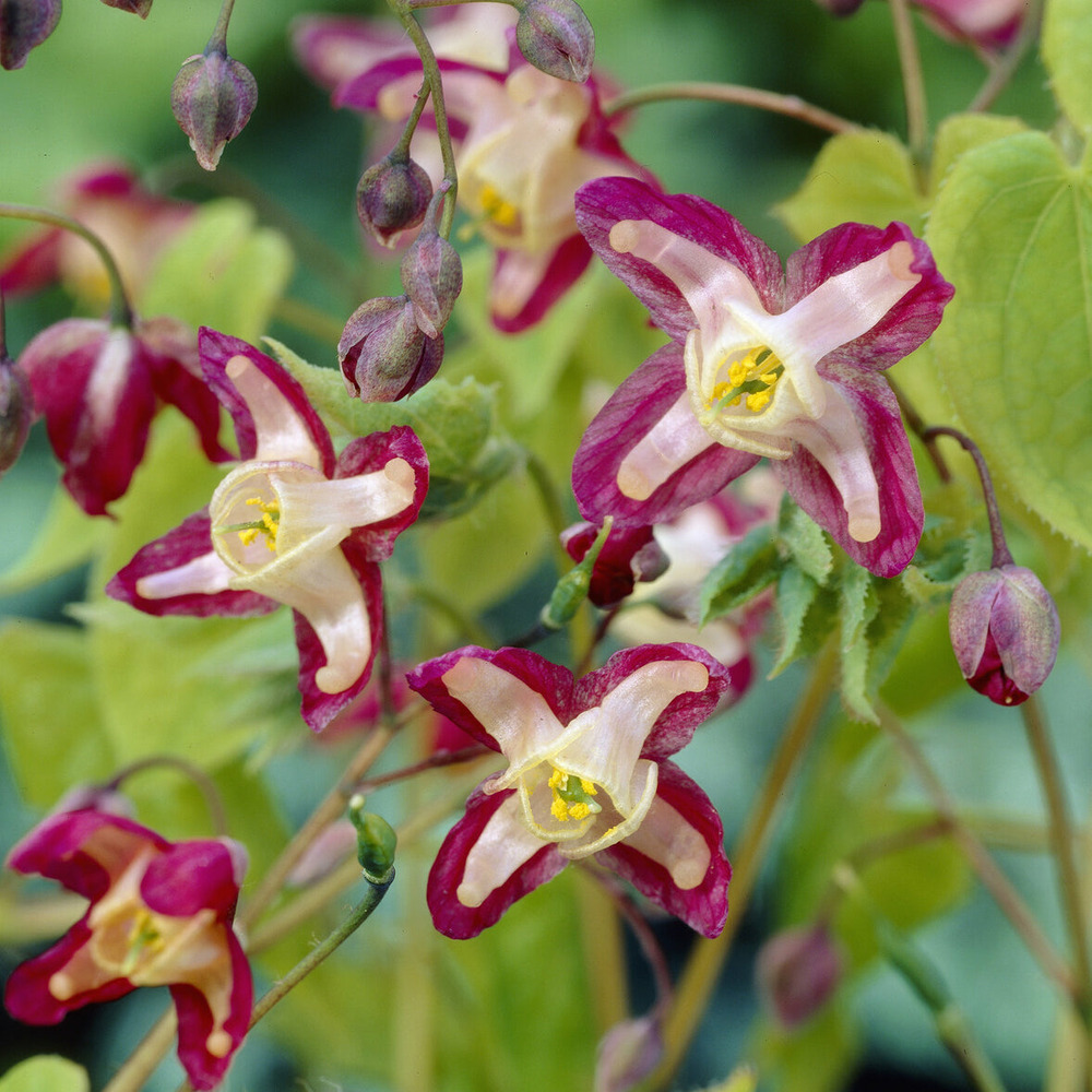 Epimedium rouge - le pot / ø 9cm