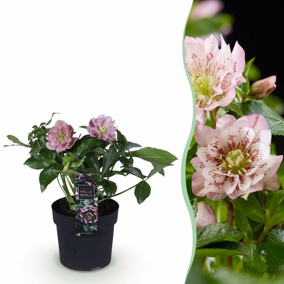 Hellébore orientale double ellen pink – pot 14 cm