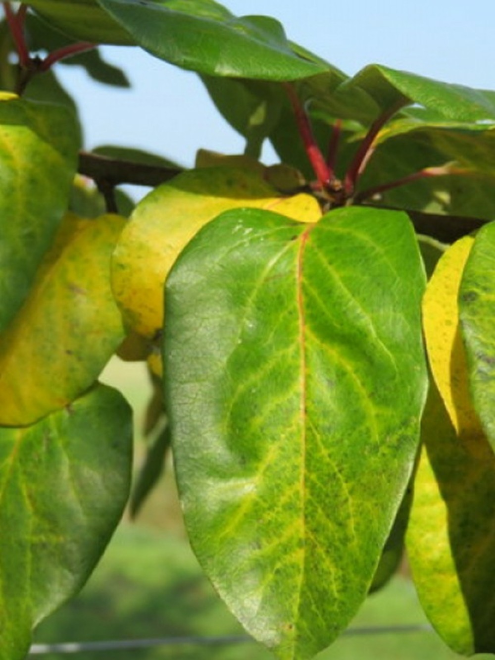 Cognassier commun 'champion' pot de 12l/15l, demi-tige