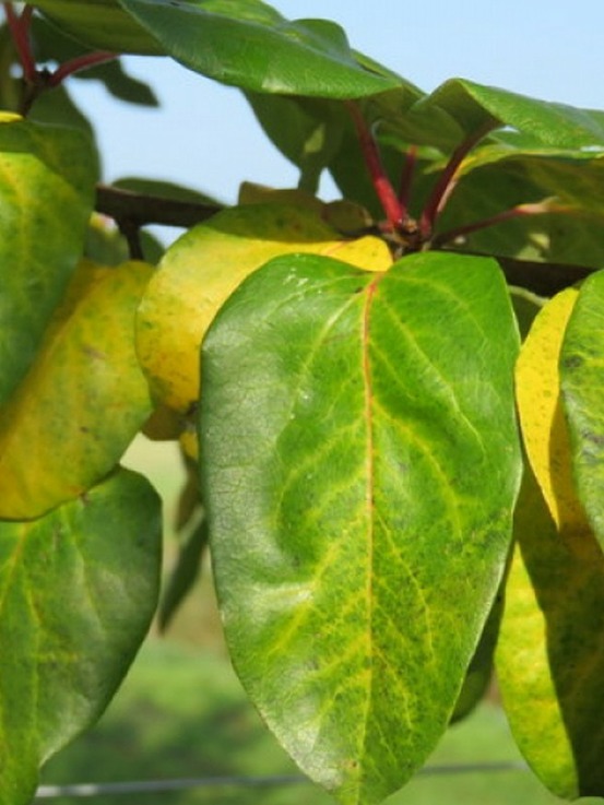 Cognassier commun 'champion' pot de 12l/15l, demi-tige