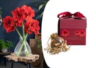 Bulbes de lys rouge amaryllis - dans une boîte cadeau