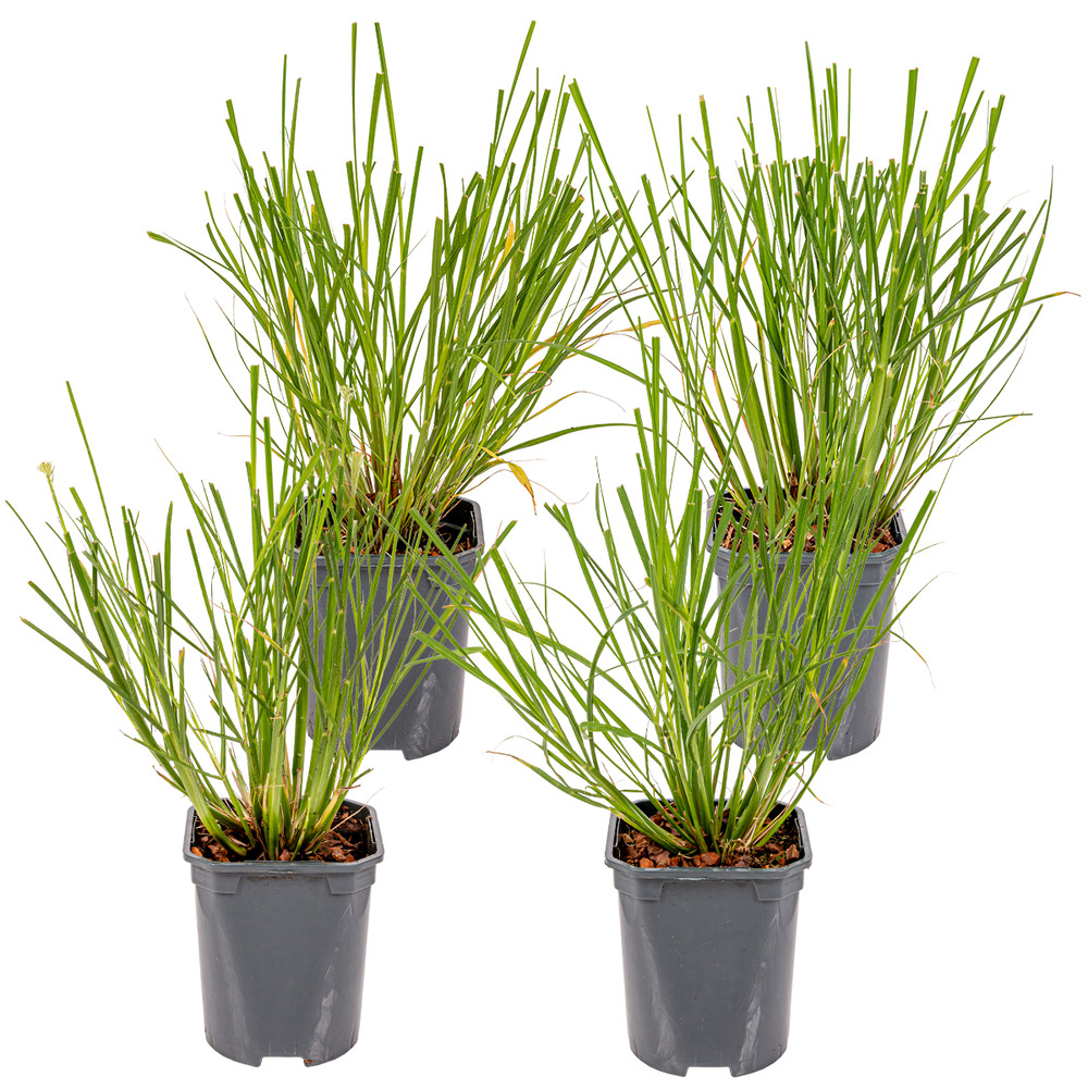 4x pennisetum 'hameln' - herbe à abat-jour - graminées ornementales - rustique - ⌀13 cm - ↕15-20 cm