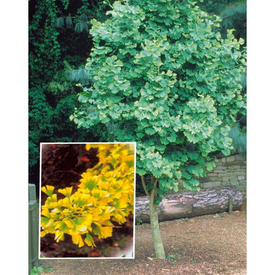 Ginkgo biloba