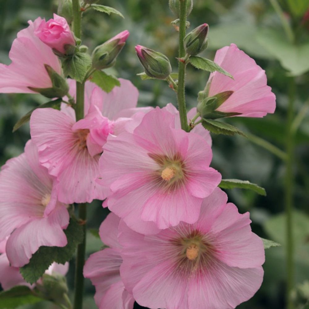 Graines de rose trémière pastoralle - vilmorin sachet