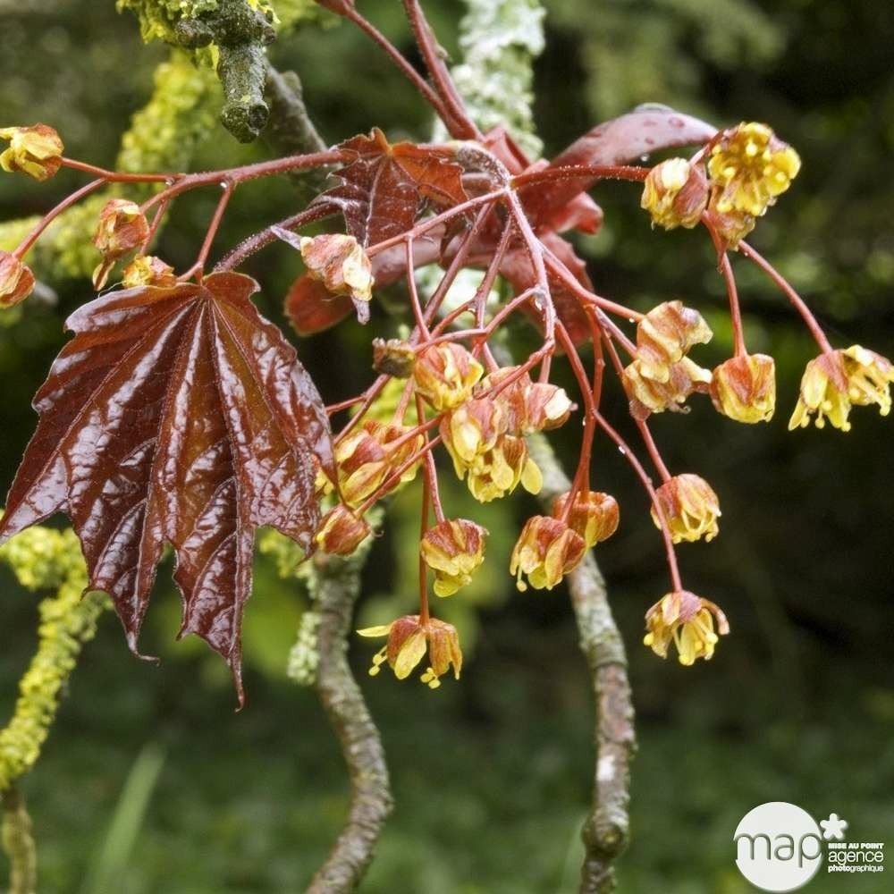 Acer platanoïde crimson king c10l.