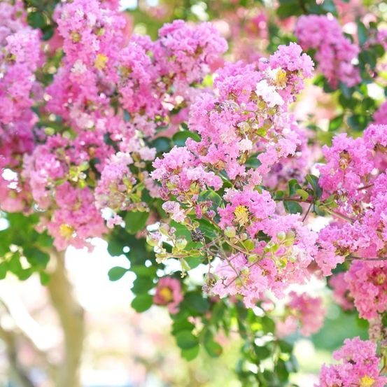 Lilas des indes jacqueline desmartis, lagerstroemia pot de 15l