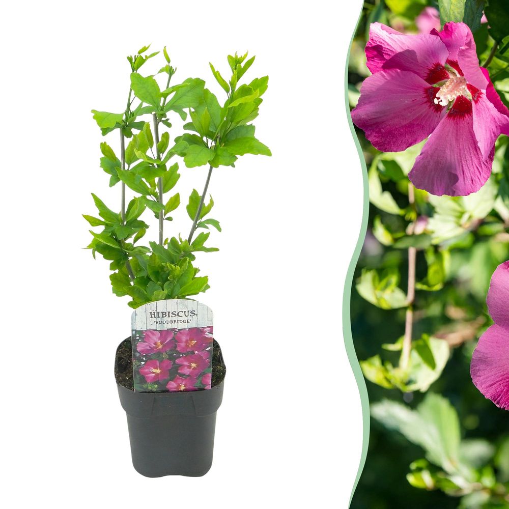 Hibiscus 'woodbridge' - pot 17 cm - hauteur 45 cm - plante d'extérieur