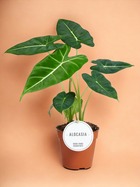 Plante d'intérieur - alocasia frydek 35cm