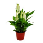 Mini spathiphyllum - mini feuille simple - pot 7cm - plante d'intérieur