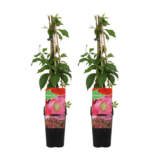 Lot de 2 - parthenocissus quinquefolia engelmannii - vigne sauvage - pot 15cm - 70-80cm de haut