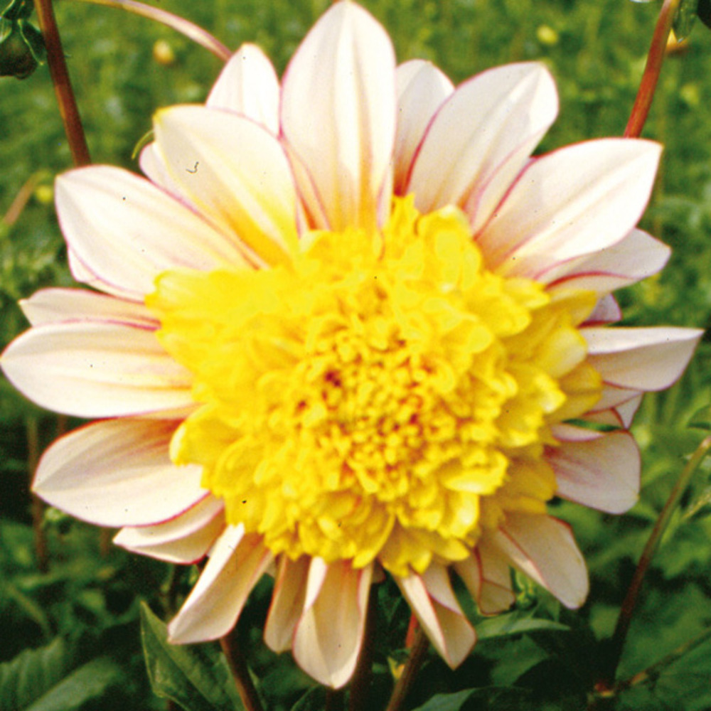 Dahlia gpe à collerette 'polka' bulbe calibre i