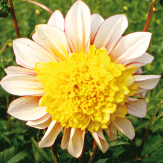 Dahlia gpe à collerette 'polka' bulbe calibre i