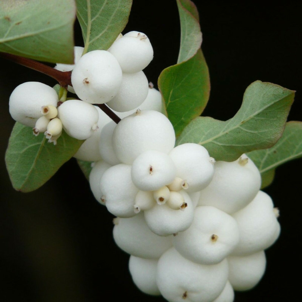 Symphorine white hedge, symphoricarpos pot de 4l - 40/60 cm