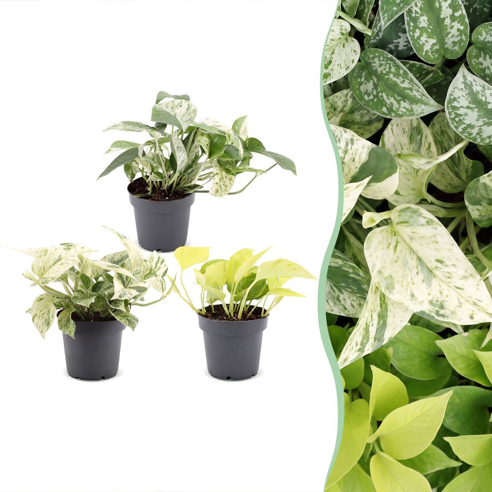 Pothos tricolore - epipremnum - lot de 3 - h 20-25 cm, pot ø6 cm