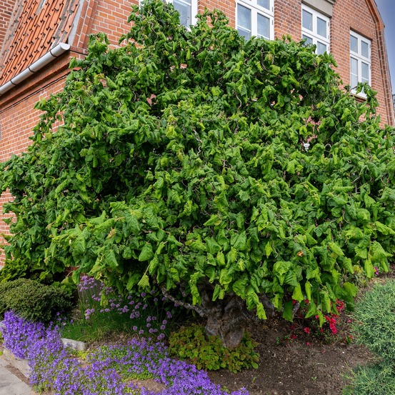 Noisetier tortueux - le pot / 3l / hauteur livrée 50-60cm