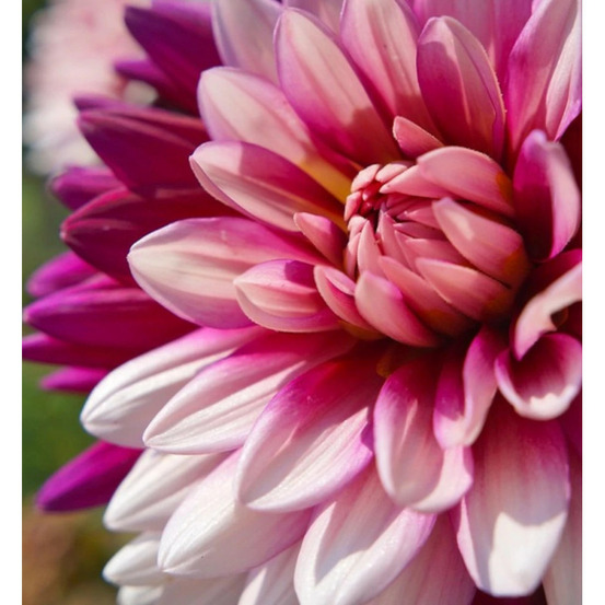 Bulbe de dahlia décoratif crème de cassis sachet de 1 bulbe