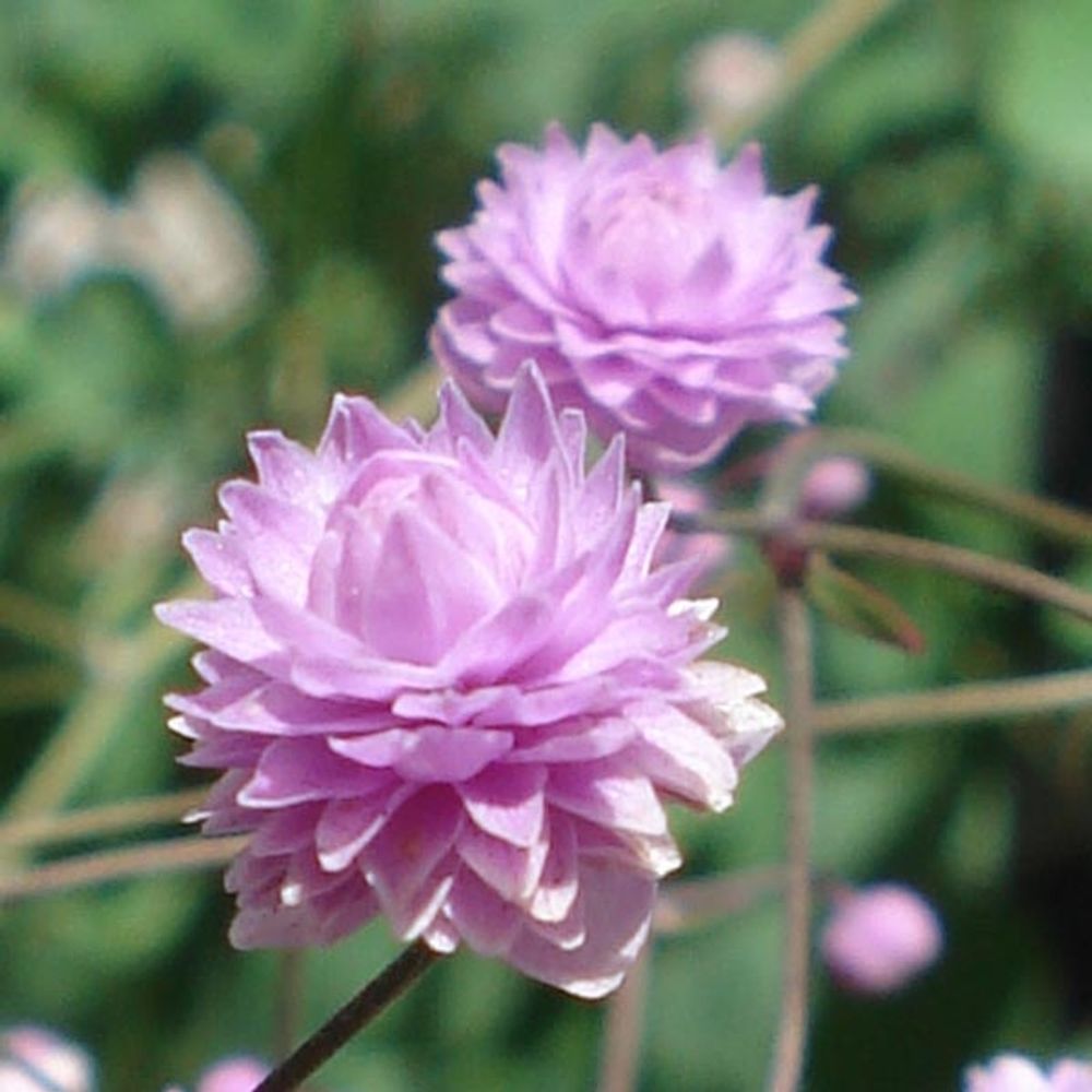 Pigamon de delavayi 'hewitt's double' pot de 2l/3l