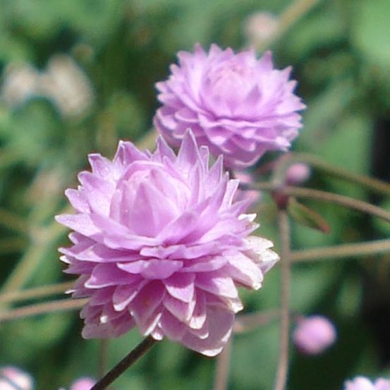 Pigamon de delavayi 'hewitt's double' pot de 2l/3l