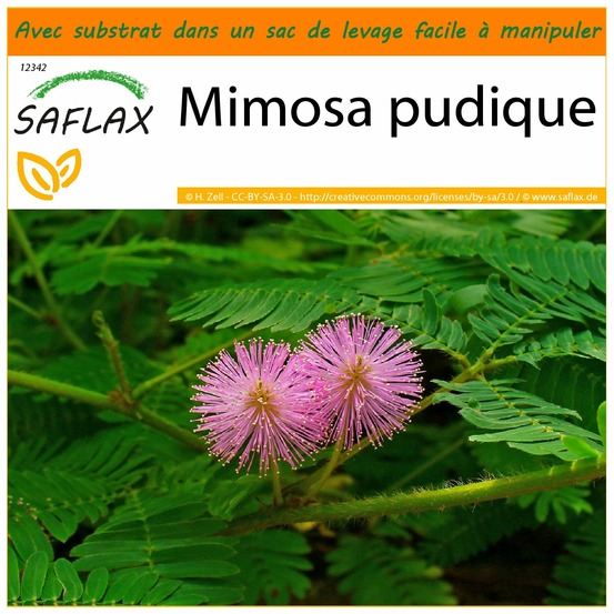 Garden in the bag - mimosa pudique - 70 graines - mimosa pudica