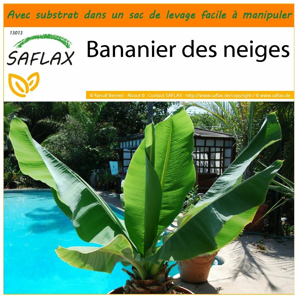 Garden in the bag - bananier des neiges - 10 graines - ensete glaucum syn. Ensete wilsonii