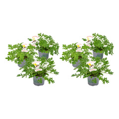 Lot de 6 - pelargonium graveolens - géranium citron - anti-moustique - h. 15-30 cm - p. 10,5 cm